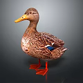 Brown Feathered Duck With Yellow Beak Orange Feet Blue Wing Patch Standing On Dark Background