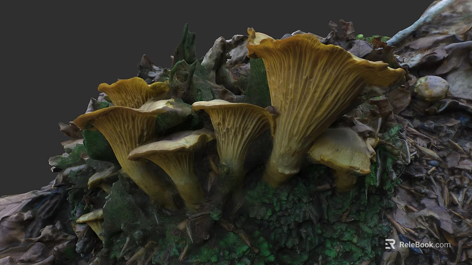 Plant Painting Featuring Yellow Fan Shaped Mushrooms Growing on Tree Bark with Fallen Leaves 3d model 