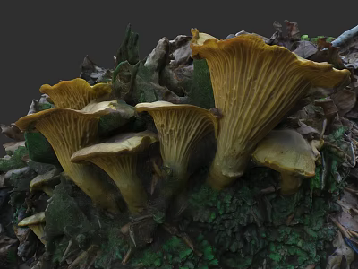 Plant Painting Featuring Yellow Fan Shaped Mushrooms Growing on Tree Bark with Fallen Leaves 3d model