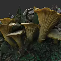 Plant Painting Featuring Yellow Fan Shaped Mushrooms Growing on Tree Bark with Fallen Leaves