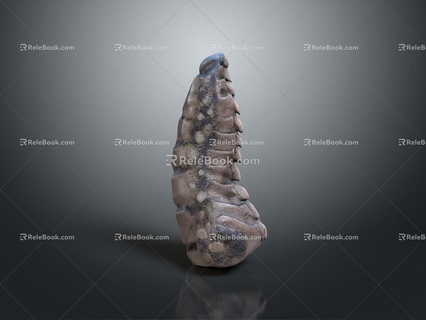 Vertebrae Cervical vertebrae Vertebrae Bone Bone Human Bone Bone Human Body Organ 3d model