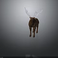 Brown Deer With Large White Antlers Standing On Dark Background