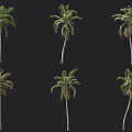 Collection of Palm Trees in Various Forms Displayed Against Black Background 3d model