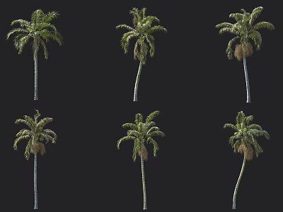 Areca nut tree 3d model Areca nut tree 3d model