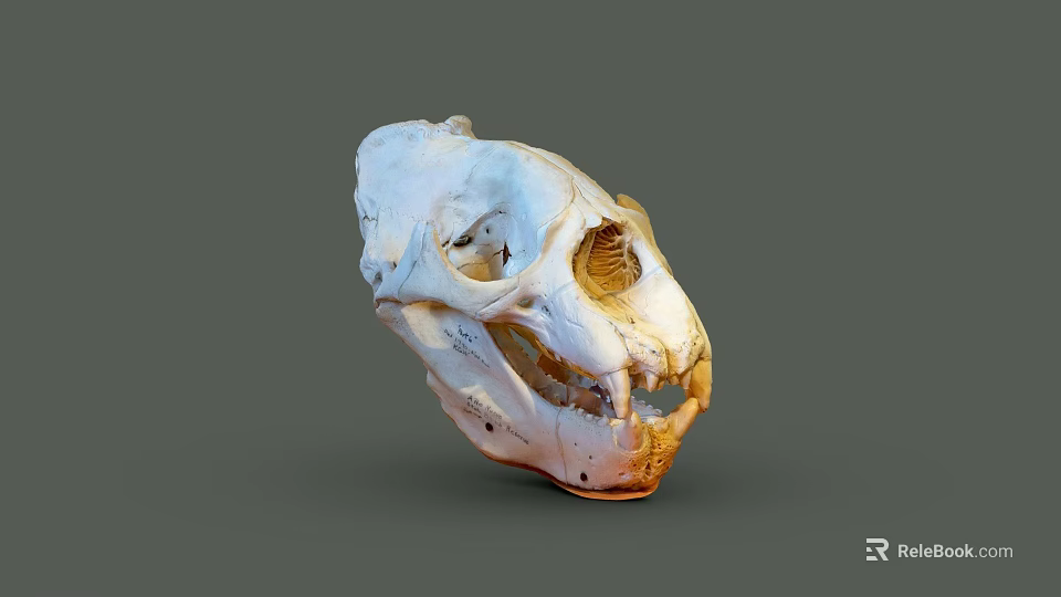 Detailed Animal Skull With White And Orange Texture Visible Teeth And Eye Sockets 3d model 