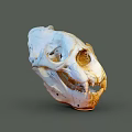 Detailed Animal Skull With White And Orange Texture Visible Teeth And Eye Sockets