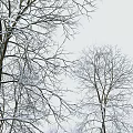 Snow Covered Tree Branches in Winter With White Frost and Natural Look
