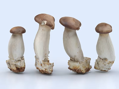 Four Fresh King Oyster Mushrooms in Different Shapes on White Background 3d model