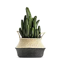 Large Green Leaf Potted Plants in Woven Baskets and Ceramic Pots for Home Decor
