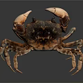 Detailed Brown Spotted Crab With Large Claws On Dark Shiny Background