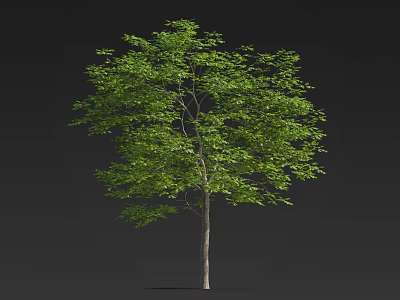 Lush Green Tree With Dense Foliage And Straight Trunk On Dark Background 3d model