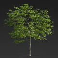 Lush Green Tree With Dense Foliage And Straight Trunk On Dark Background