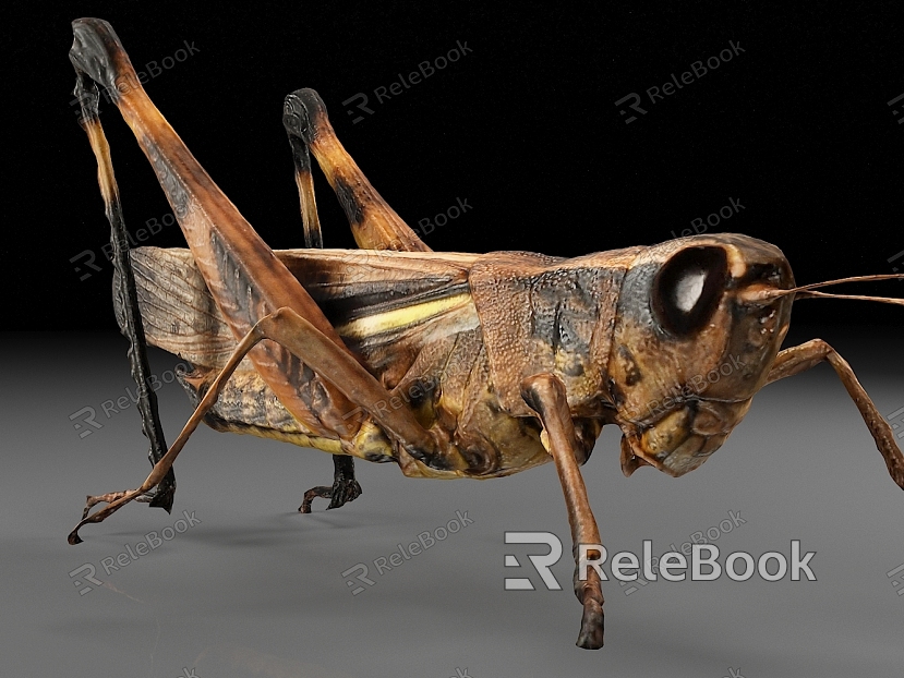 grasshopper locust insect pest model