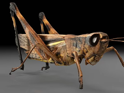 Realistic Brown Grasshopper Insect In Close Up 3d model