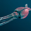 Red Squid Gracefully Swimming in Deep Blue Water With Long Tentacles 3d model