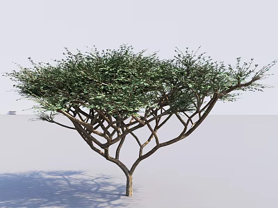 Lush Green Shrub With Dense Foliage And Intricate Branch Structure 3d model