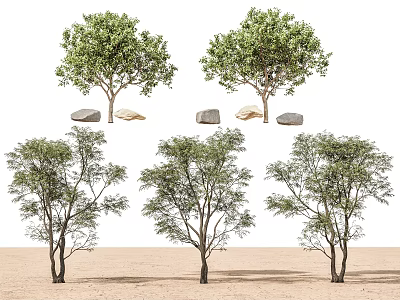 Green Leafy Trees In Various Shapes With Sandy Ground And Stones 3d model