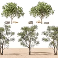 Trees Landscape Trees Street Trees Maple Trees Spring and Autumn Landscape Trees Courtyard Trees Pomegranate Trees Apple Trees Orange Trees Peach Trees 3d model