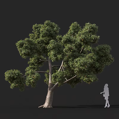 Tall Arbor With Lush Green Foliage And Thick Trunk Next To Human Figure 3d model