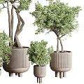 Bonsai Plants With Curved Trunk And Lush Green Leaves In Various Sized Pots