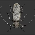 Longhorn Beetle With Long Antennae And Spotted Body On Dark Background
