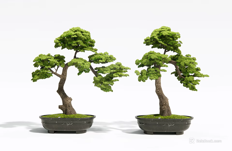 Shaped Pine Bonsai Potted Plants in Black Ceramic Pots with Green Foliage 3d model 