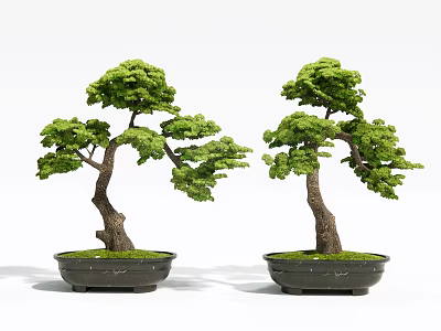 Shaped Pine Bonsai Potted Plants in Black Ceramic Pots with Green Foliage 3d model