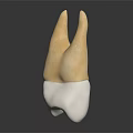 3D Rendered Dental Bicuspid Tooth Model With Yellow Crown And White Root On Dark Background