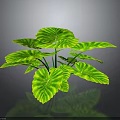 Green Plant With Large Leaves Yellow Striped Edges And Prominent Veins On Dark Background