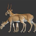 Two Light Brown Antelopes Standing on Dark Reflective Surface with Natural Posture 3d model