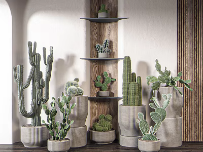 Bonsai Potted Cactus And Succulent Plants In Ceramic Pots On Wooden Shelves 3d model