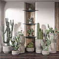 Bonsai Potted Cactus And Succulent Plants In Ceramic Pots On Wooden Shelves