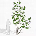 Lush Green Tree With Multiple Trunks And Dense Foliage In Natural Form 3d model