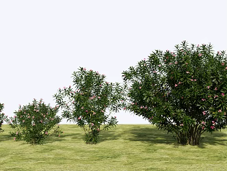 Modern shrub ball hedgerow shrub flowers flower bed flower body green plant tree 3d model