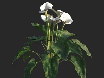 Aquatic Plant with White Flowers and Green Leaves in Natural Water Environment 3d model