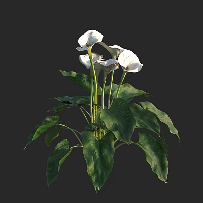 Aquatic Plant with White Flowers and Green Leaves in Natural Water Environment 3d model