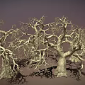 Leafless Withered Trees With Thick Trunks And Twisted Branches Against Gray Background