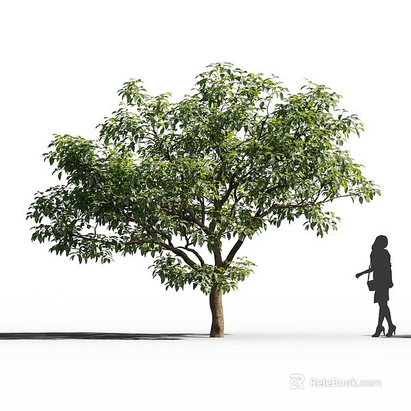 Arbor Tree With Green Leaves Brown Trunk And Walking Woman Silhouette On White Background 3d model 