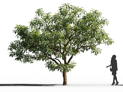 Arbor Tree With Green Leaves Brown Trunk And Walking Woman Silhouette On White Background 3d model