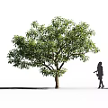 Arbor Tree With Green Leaves Brown Trunk And Walking Woman Silhouette On White Background