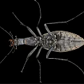 Shiny Black Beetle with Long Legs and Antennae on Black Background