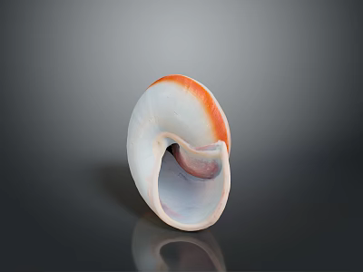 White and Orange Edged Aquatic Animal Seashell on Dark Reflective Background 3d model