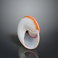 White and Orange Edged Aquatic Animal Seashell on Dark Reflective Background