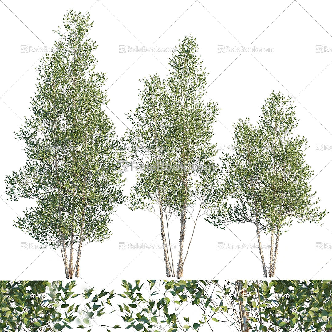 Modern Tree Birch Landscape Tree 3d model