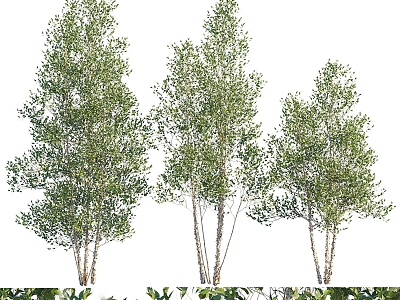 Modern Tree Birch Landscape Tree 3d model