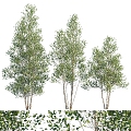 Modern Tree Birch Landscape Tree 3d model