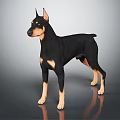 Doberman Pinscher Standing on Gray Background with Smooth Surface Reflection 3d model