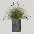 Green Potted Plant With Slender Leaves And Black Spiky Parts In Square Gray Pot