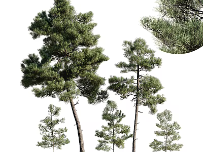 Pine Trees of Various Heights with Lush Green Foliage and Thick Trunks Close Up View 3d model