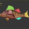Colorful Aquatic Fish Anatomical Structure Displaying Internal Organs And Educational Details